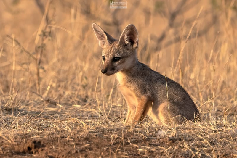 -[ Predatory Elegance ]-