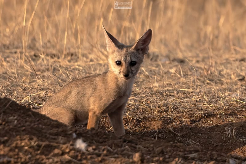 -[ Predatory Elegance ]-