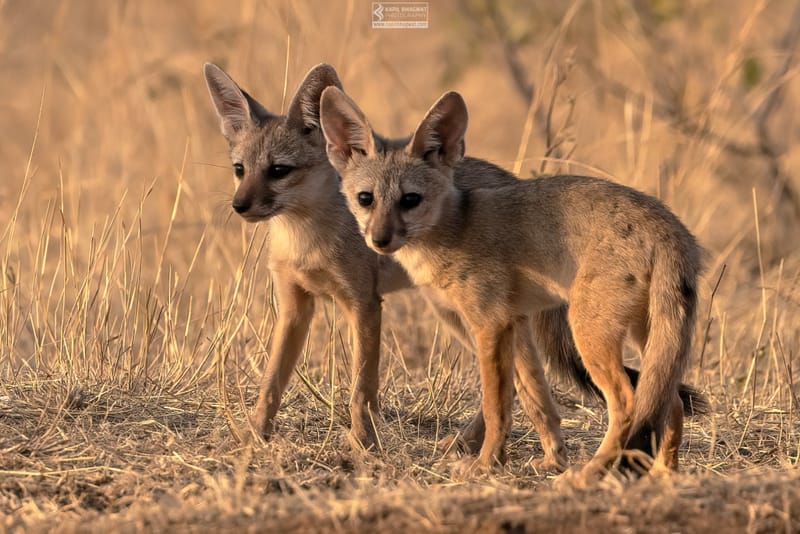 -[ Predatory Elegance ]-