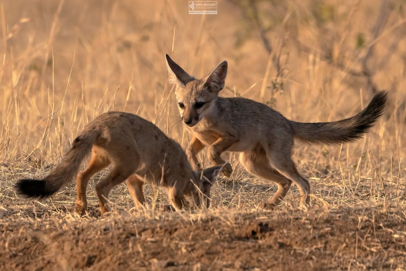 -[ Predatory Elegance ]-