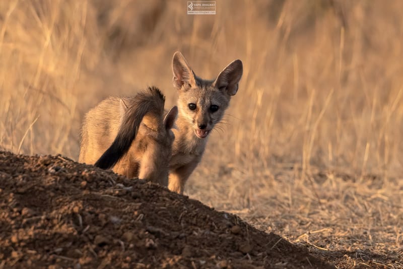 -[ Predatory Elegance ]-