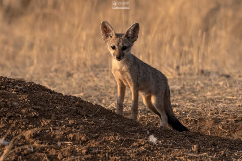 -[ Predatory Elegance ]-