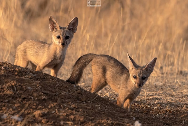 -[ Predatory Elegance ]-