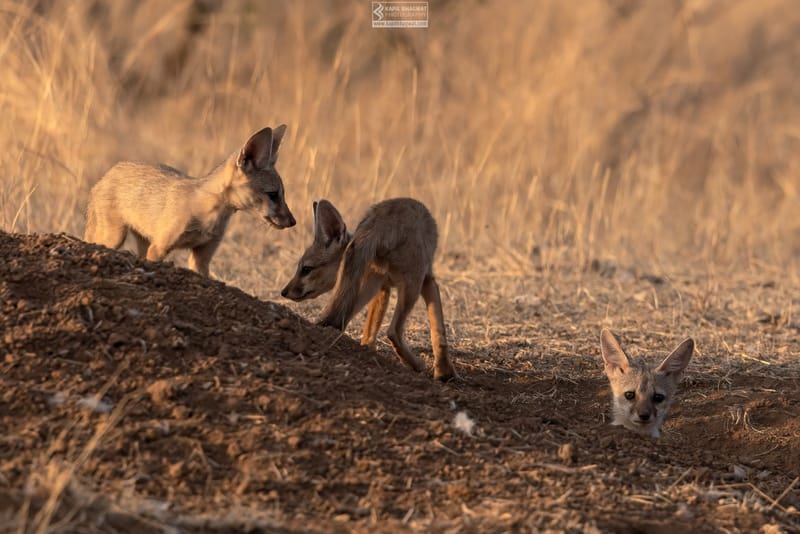 -[ Predatory Elegance ]-