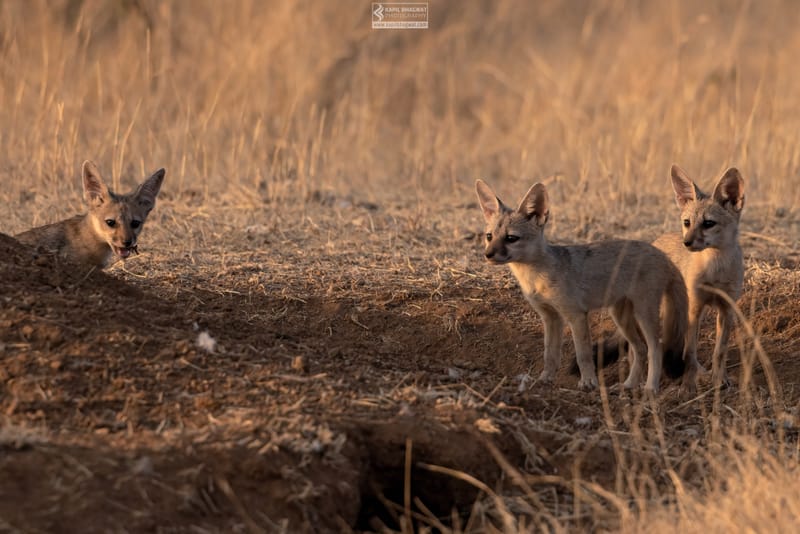 -[ Predatory Elegance ]-