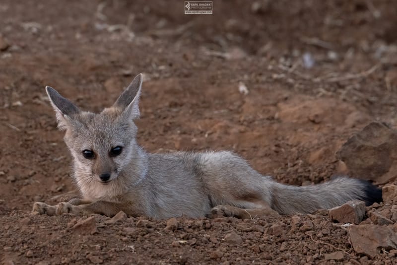 -[ Predatory Elegance ]-