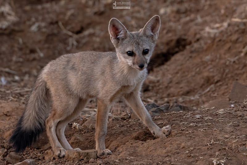 -[ Predatory Elegance ]-