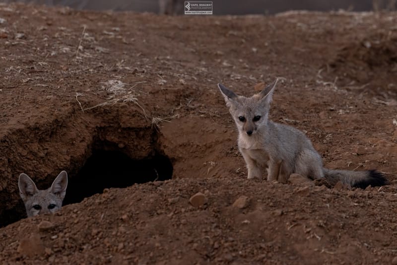 -[ Predatory Elegance ]-