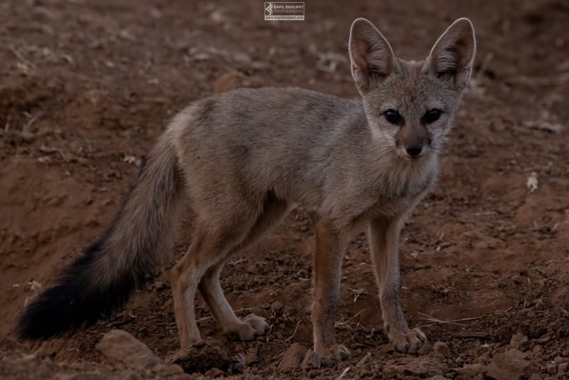 -[ Predatory Elegance ]-