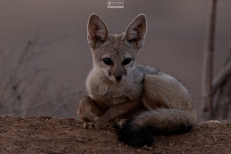 -[ Predatory Elegance ]-