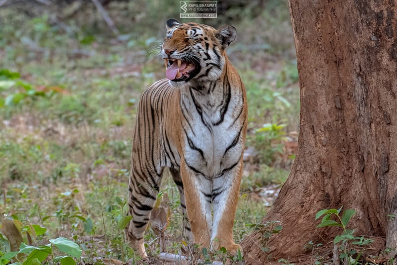 -[ Predatory Elegance ]-