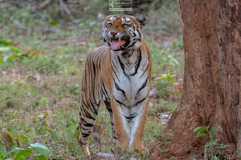 -[ Predatory Elegance ]-