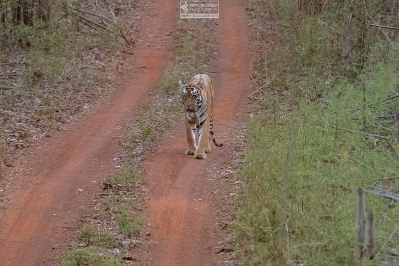 -[ Predatory Elegance ]-