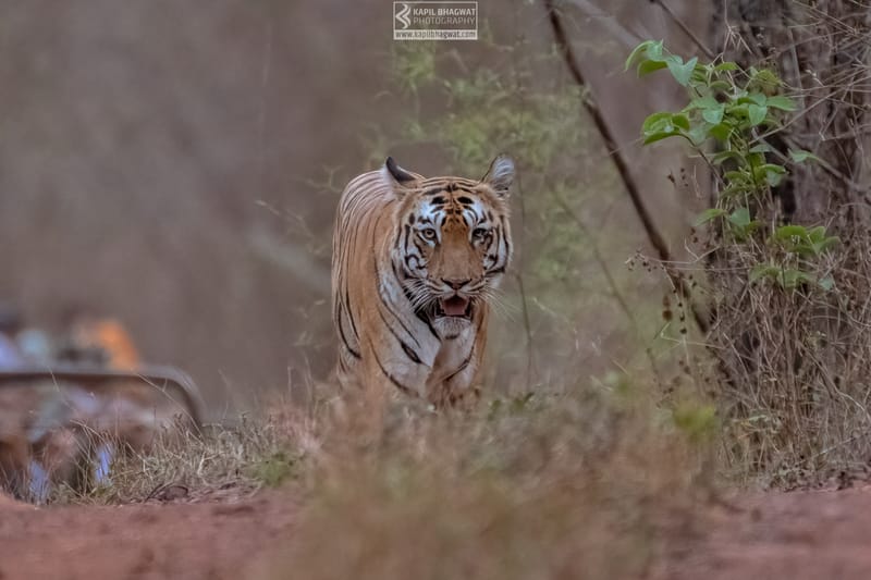 -[ Predatory Elegance ]-