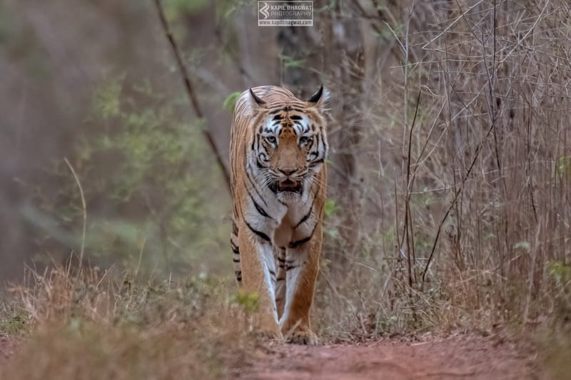 -[ Predatory Elegance ]-