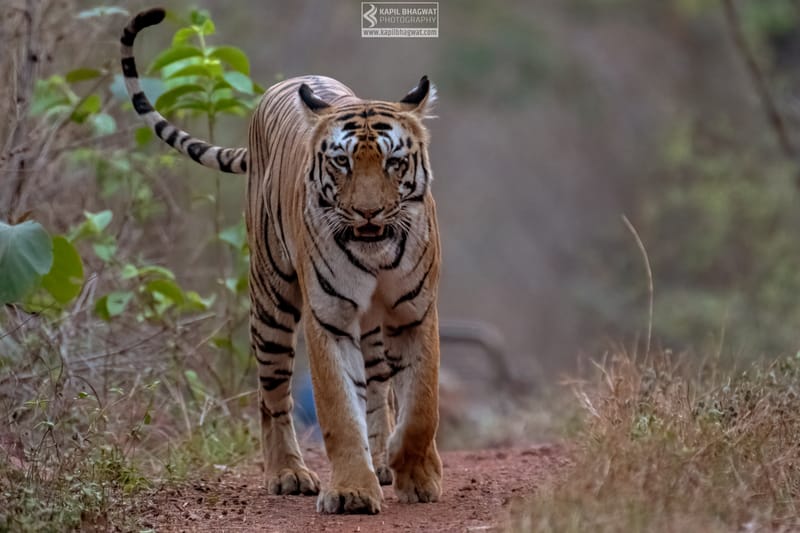 -[ Predatory Elegance ]-