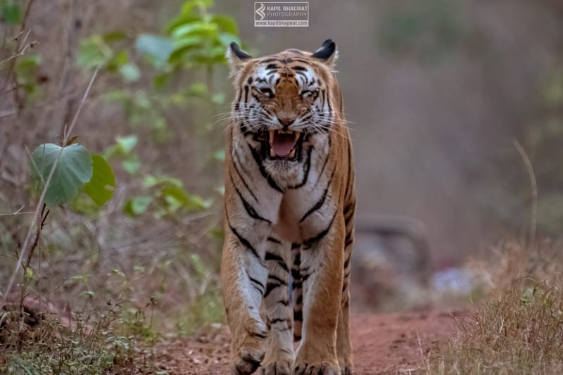 -[ Predatory Elegance ]-