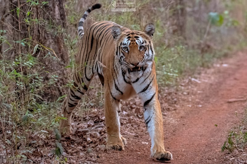 -[ Predatory Elegance ]-