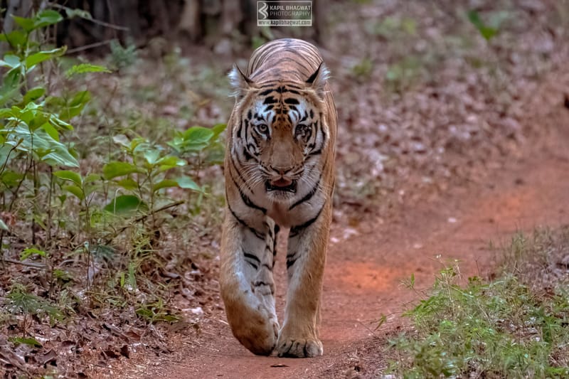 -[ Predatory Elegance ]-