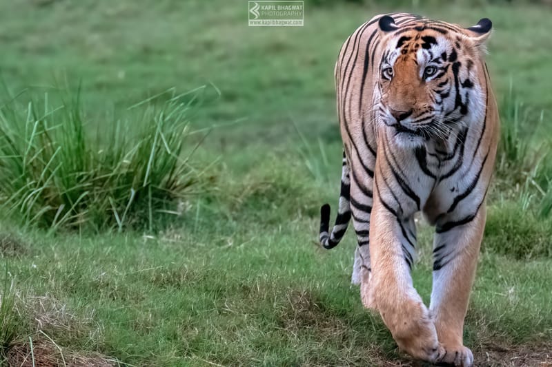 -[ Predatory Elegance ]-