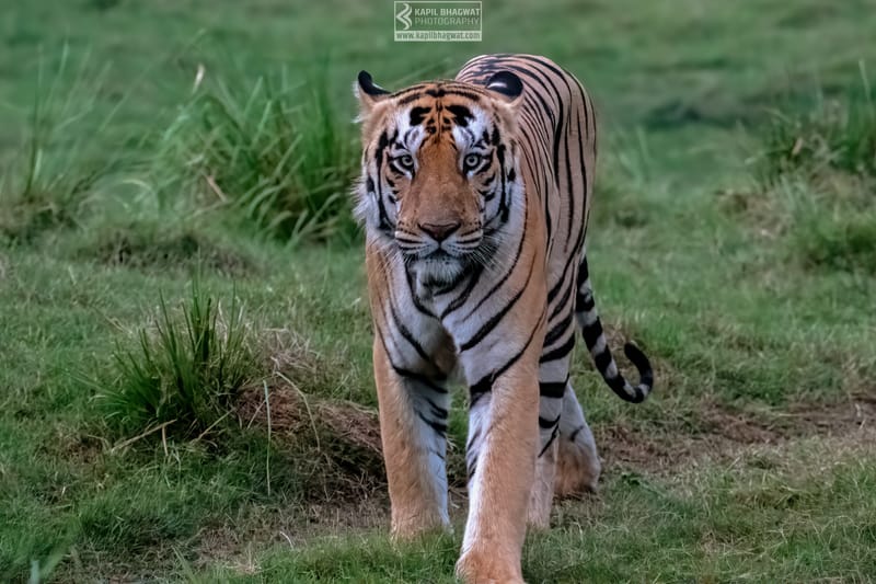 -[ Predatory Elegance ]-