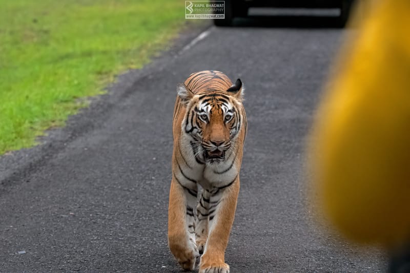 -[ Predatory Elegance ]-