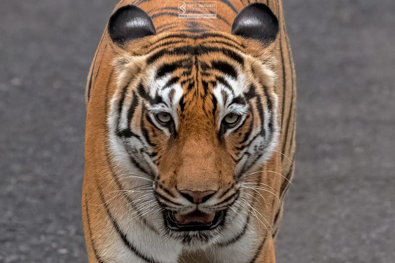 -[ Predatory Elegance ]-