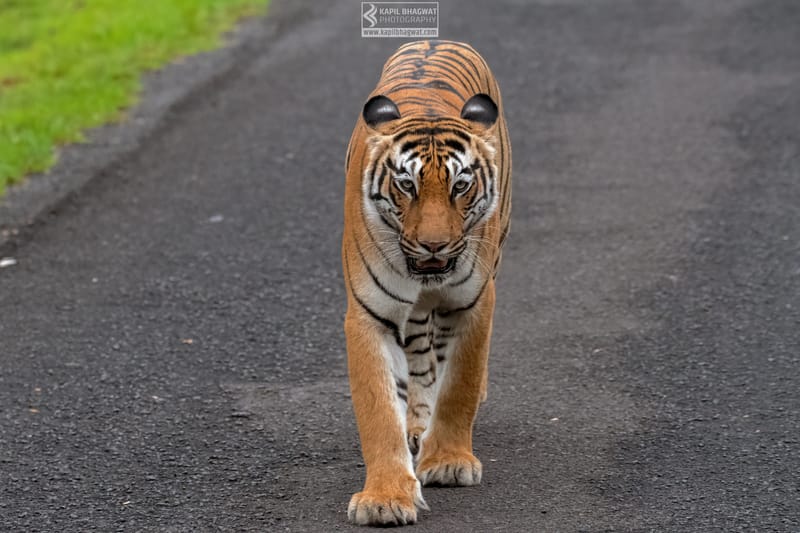 -[ Predatory Elegance ]-