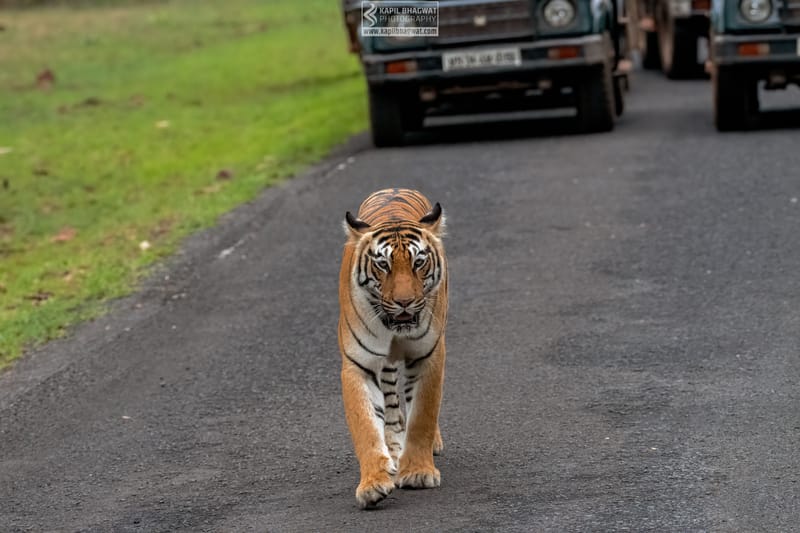 -[ Predatory Elegance ]-