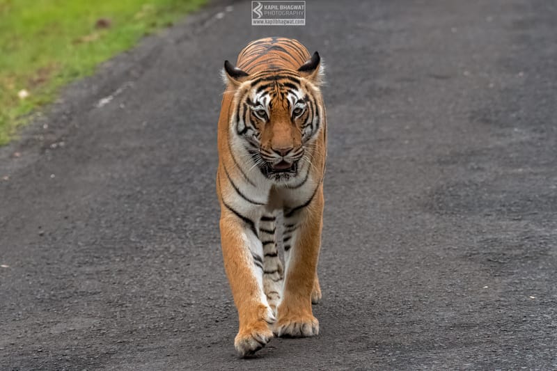 -[ Predatory Elegance ]-