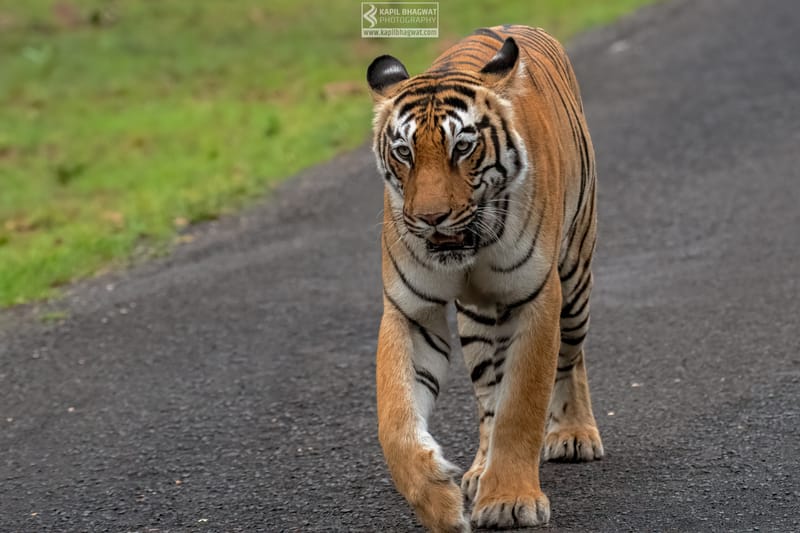 -[ Predatory Elegance ]-