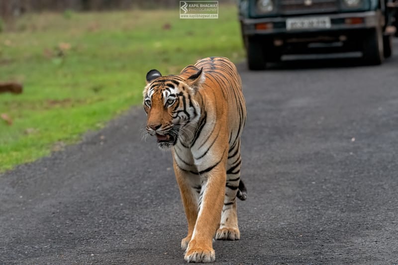 -[ Predatory Elegance ]-