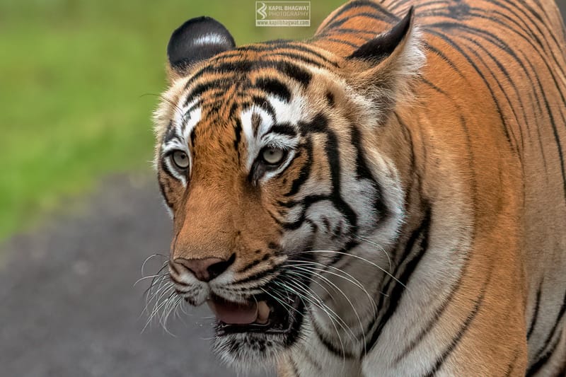 -[ Predatory Elegance ]-