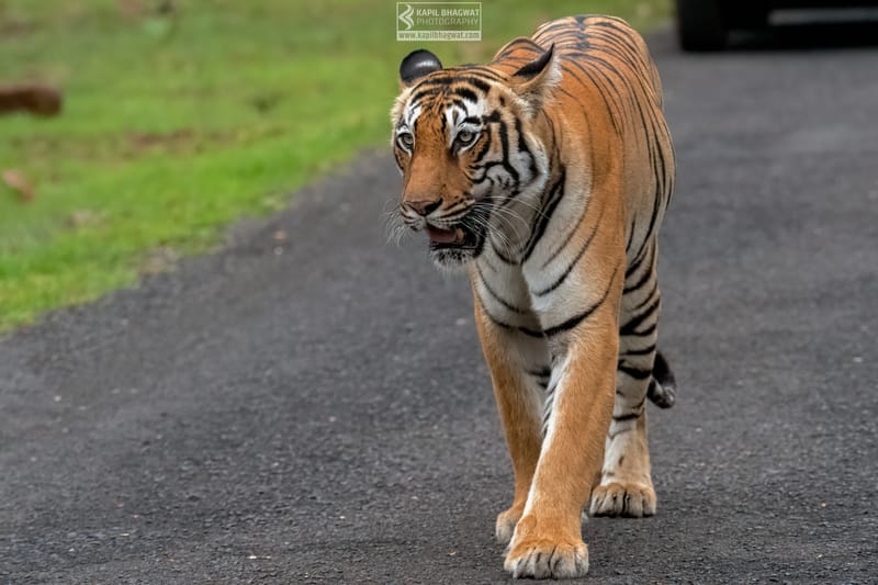 -[ Predatory Elegance ]-