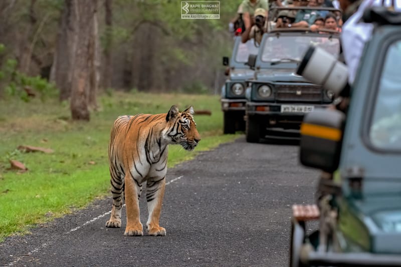 -[ Predatory Elegance ]-