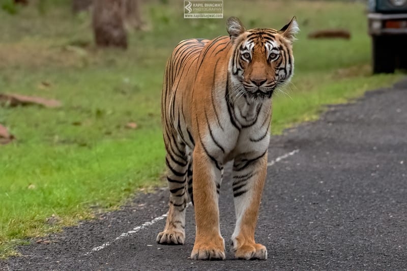 -[ Predatory Elegance ]-