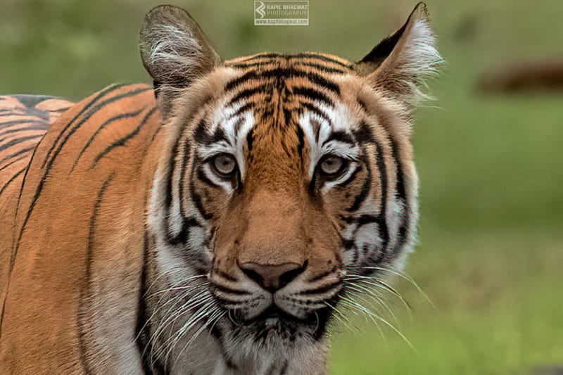 -[ Predatory Elegance ]-