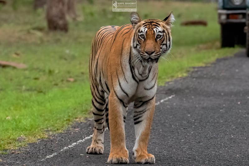 -[ Predatory Elegance ]-