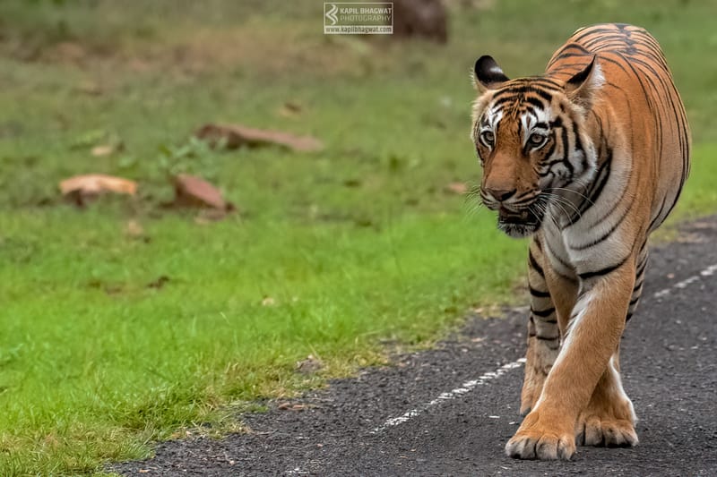 -[ Predatory Elegance ]-