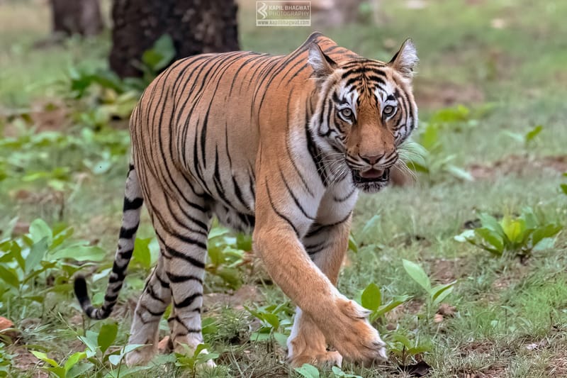 -[ Predatory Elegance ]-