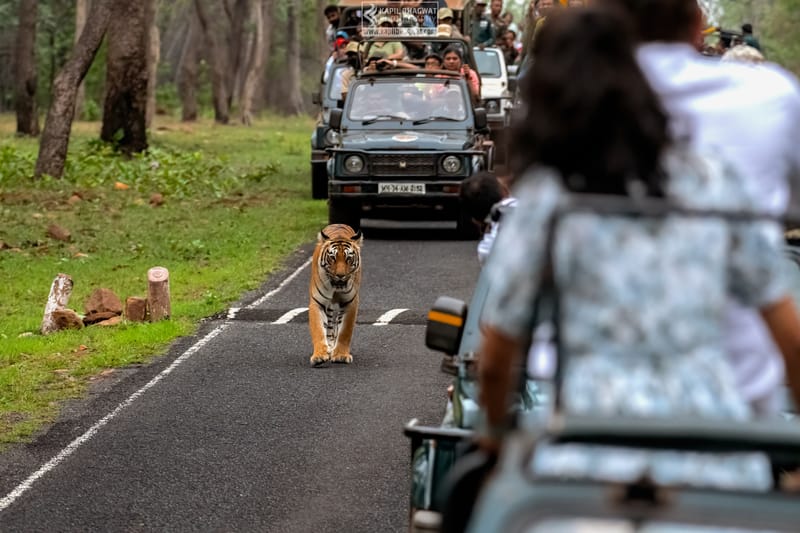 -[ Predatory Elegance ]-