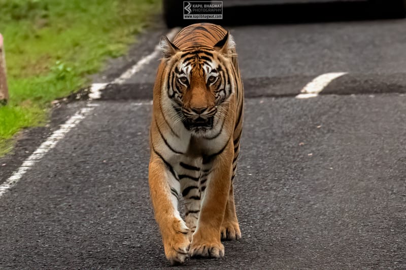 -[ Predatory Elegance ]-