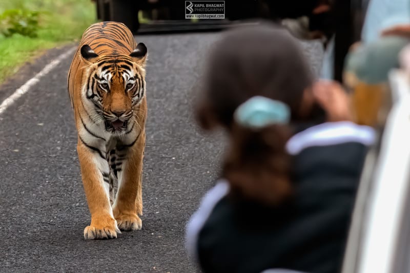 -[ Predatory Elegance ]-