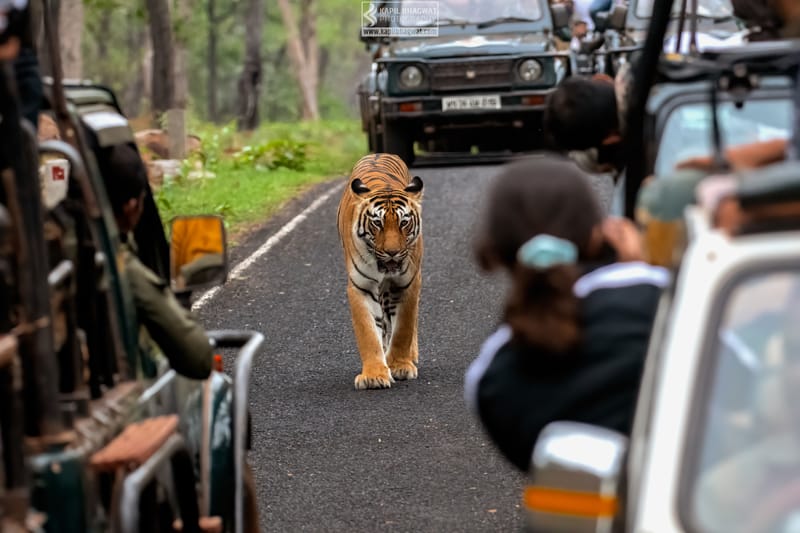 -[ Predatory Elegance ]-