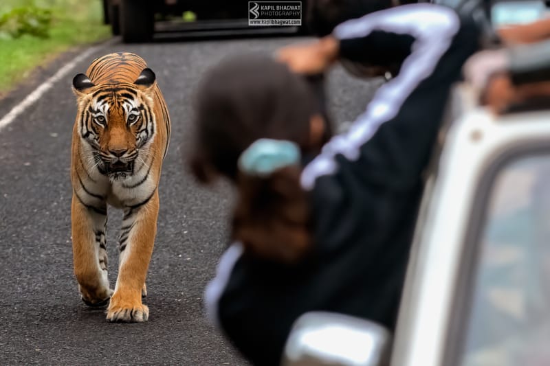 -[ Predatory Elegance ]-