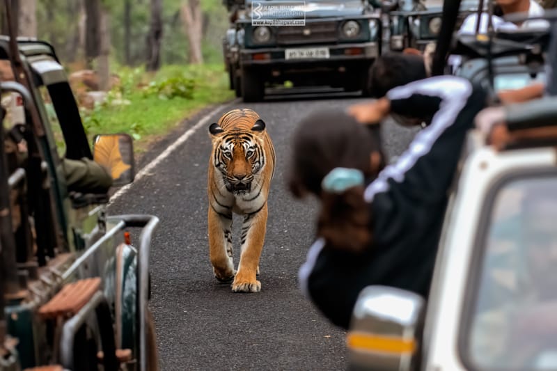 -[ Predatory Elegance ]-