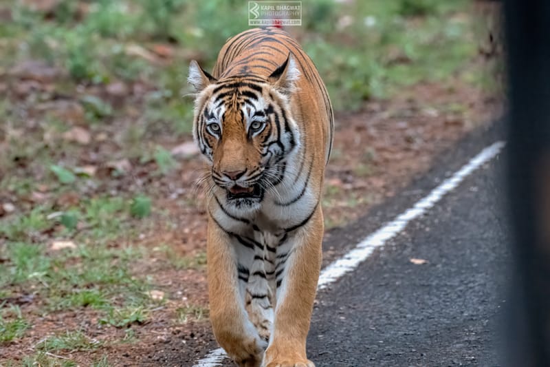 -[ Predatory Elegance ]-