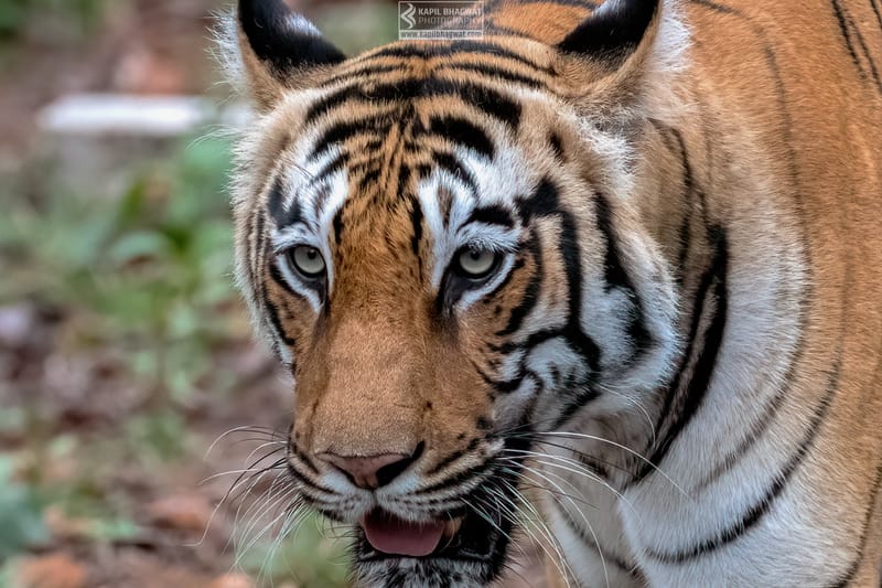 -[ Predatory Elegance ]-