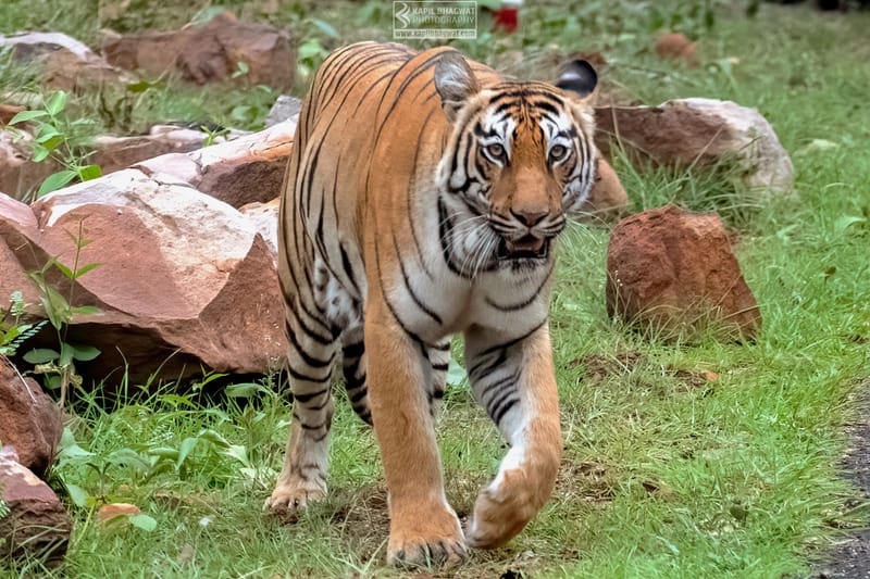 -[ Predatory Elegance ]-