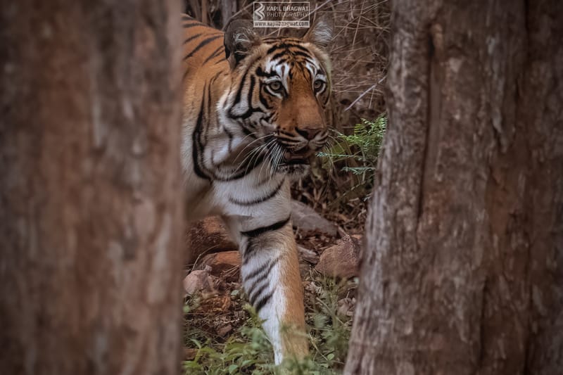 -[ Predatory Elegance ]-